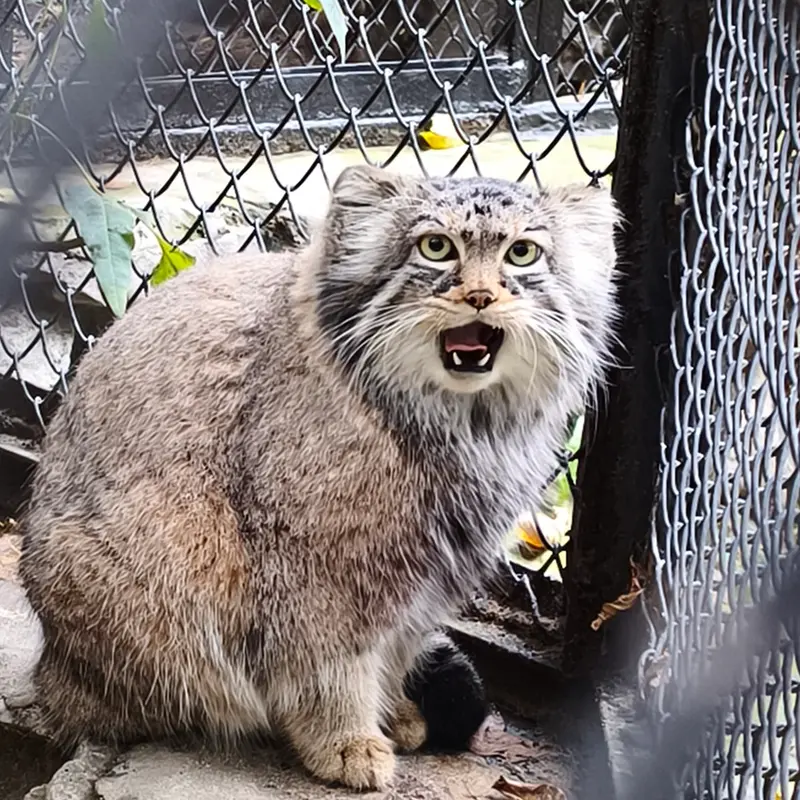 A photograph of Zosya in Novosibirsk Zoo
