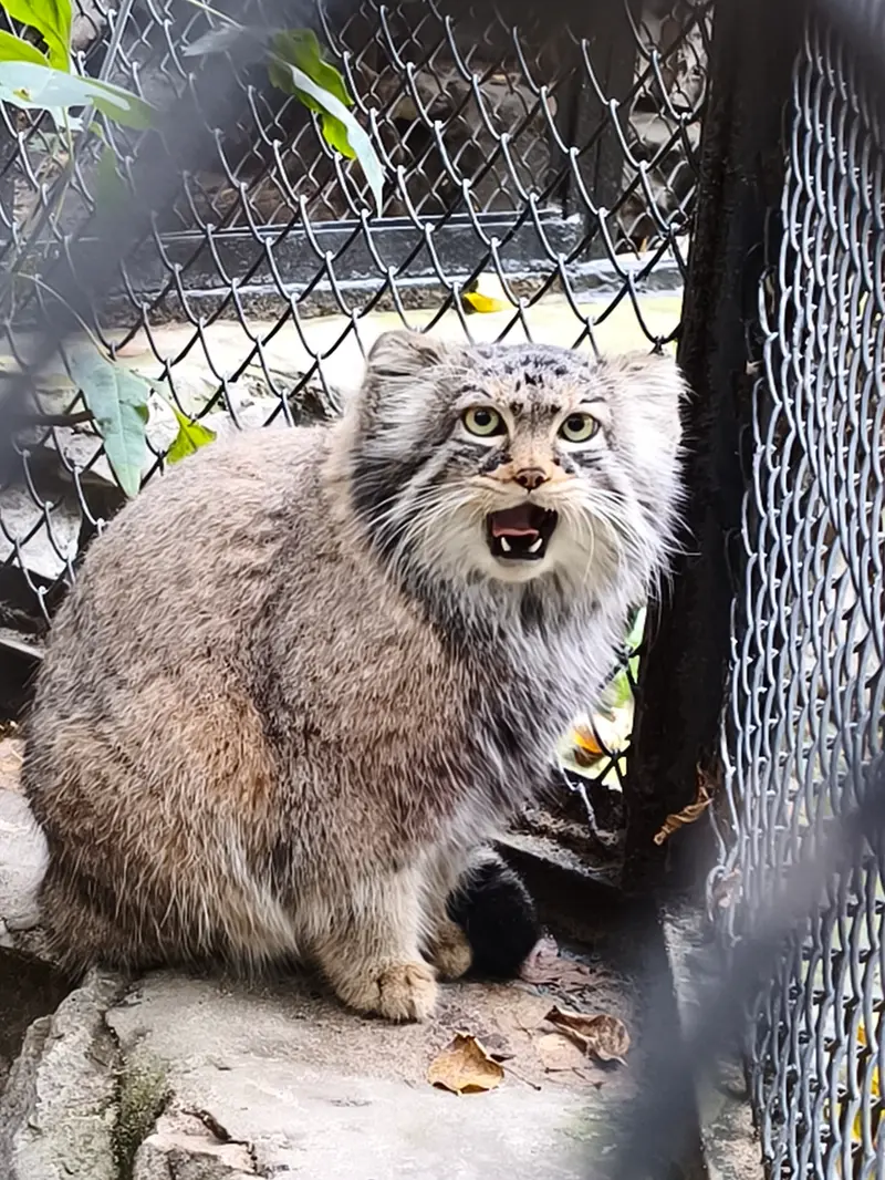 A photograph of Zosya in Novosibirsk Zoo