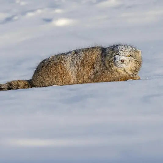 A photograph of a Pallas's cat