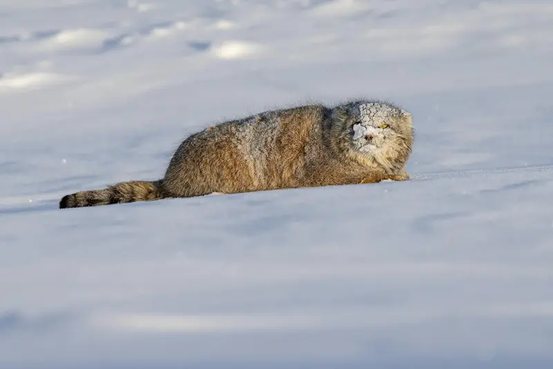 A photograph of a Pallas's cat