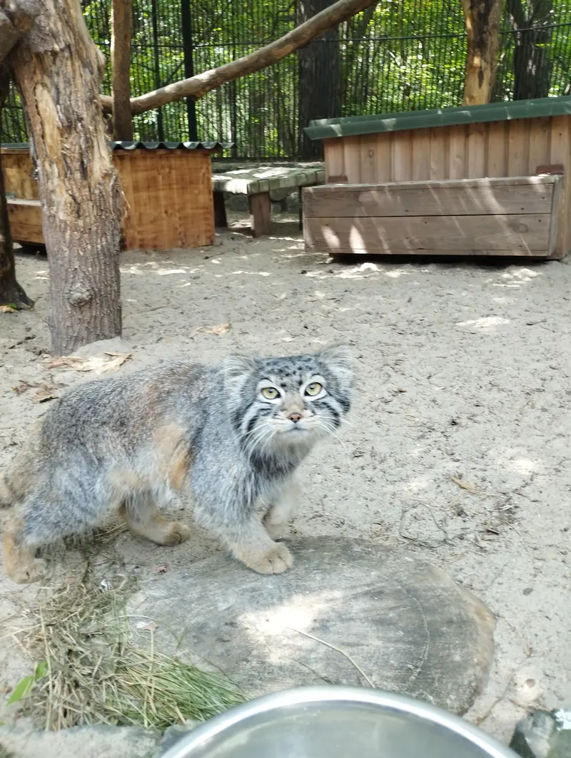 A photograph of a Pallas's cat in Novosibirsk Zoo