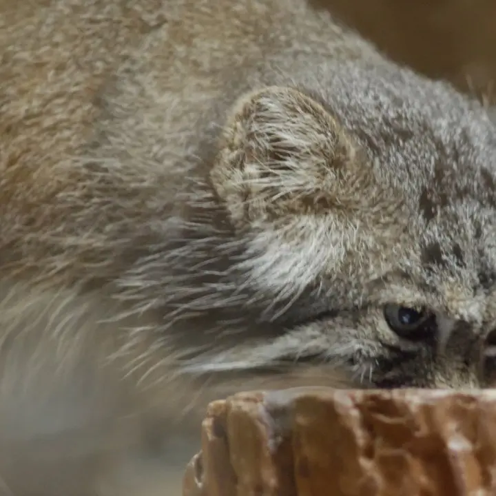 A photograph of a Pallas's cat in Ueno Zoological Gardens