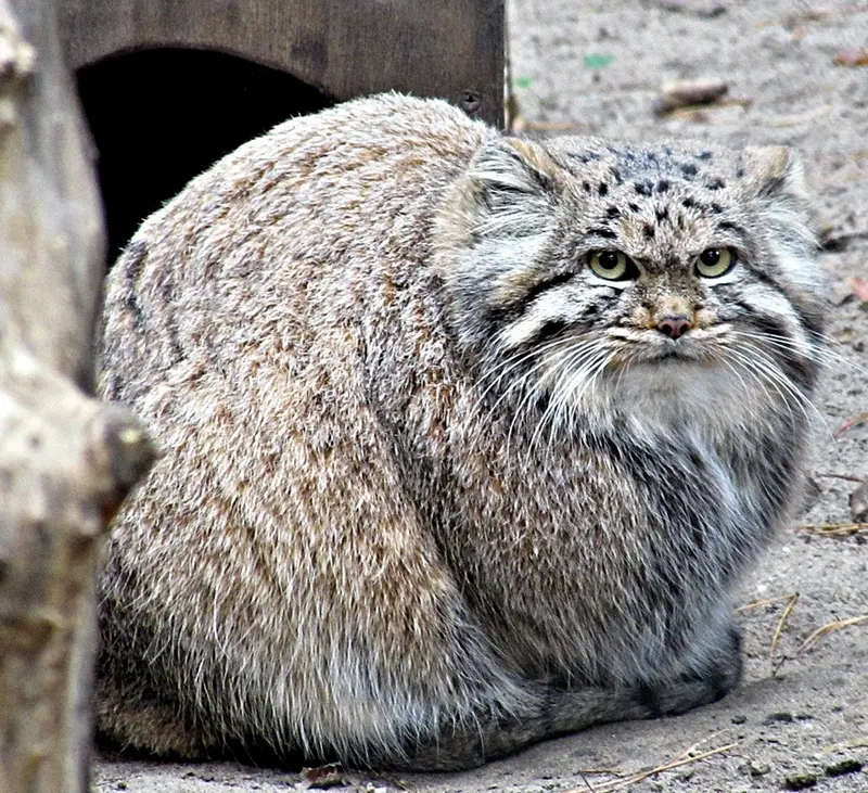 A photograph of a Pallas's cat in Novosibirsk Zoo