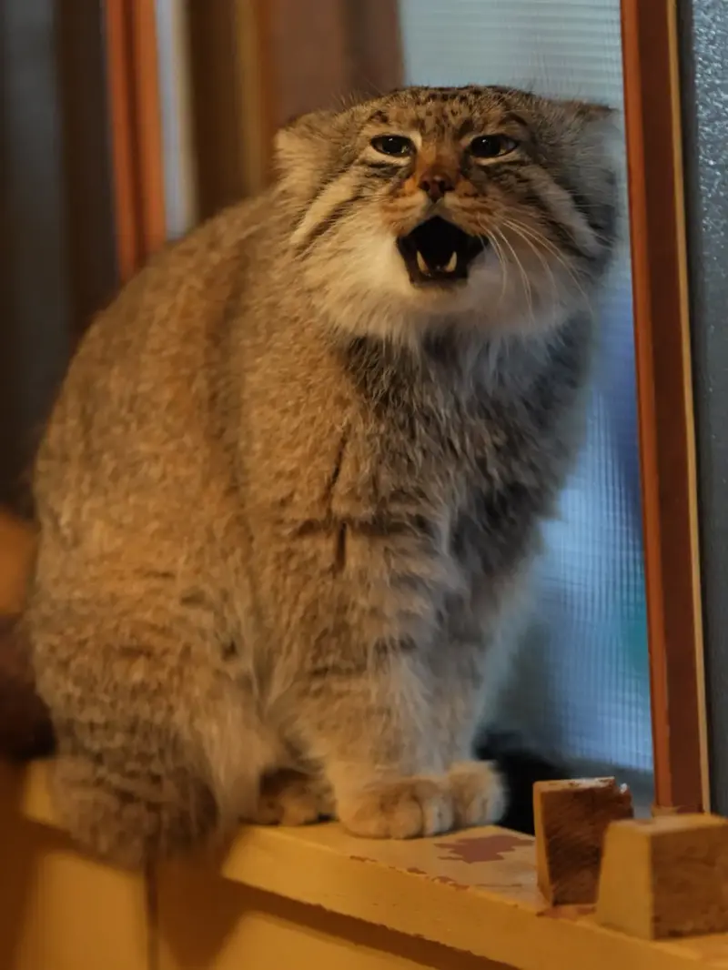 A photograph of a Pallas's cat
