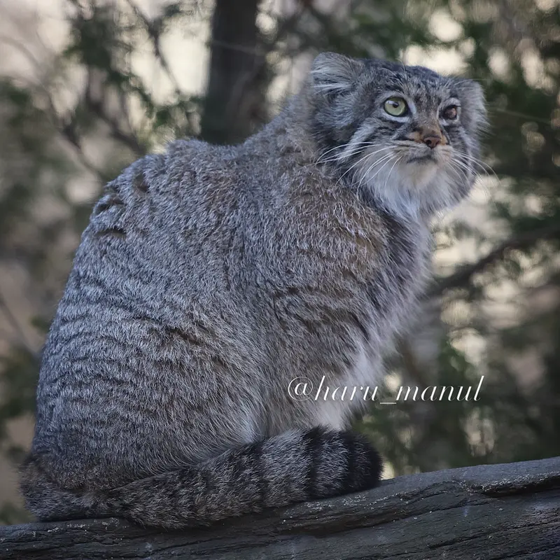 A photograph of Abrikos in Nasu Animal Kingdom