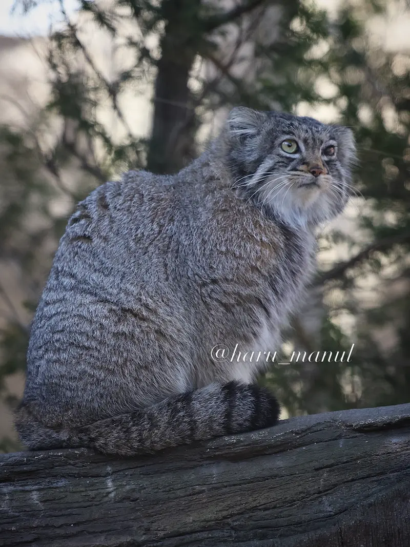 A photograph of Abrikos in Nasu Animal Kingdom