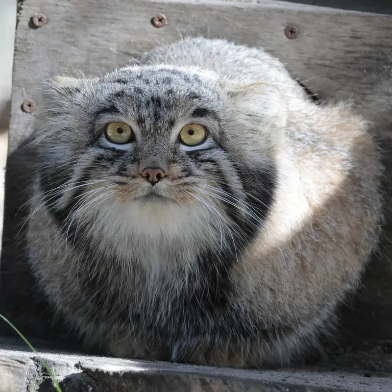 A photograph of Mensu in Novosibirsk Zoo