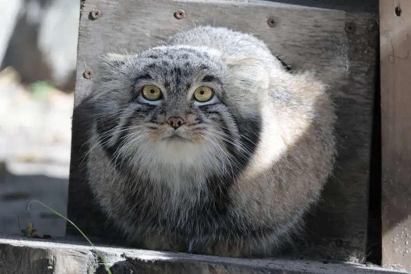 A photograph of Mensu in Novosibirsk Zoo