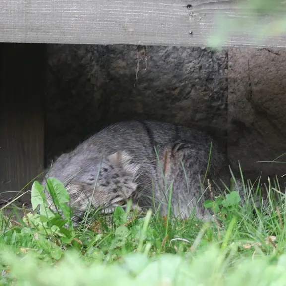A photograph of a Pallas's cat in Moscow zoo