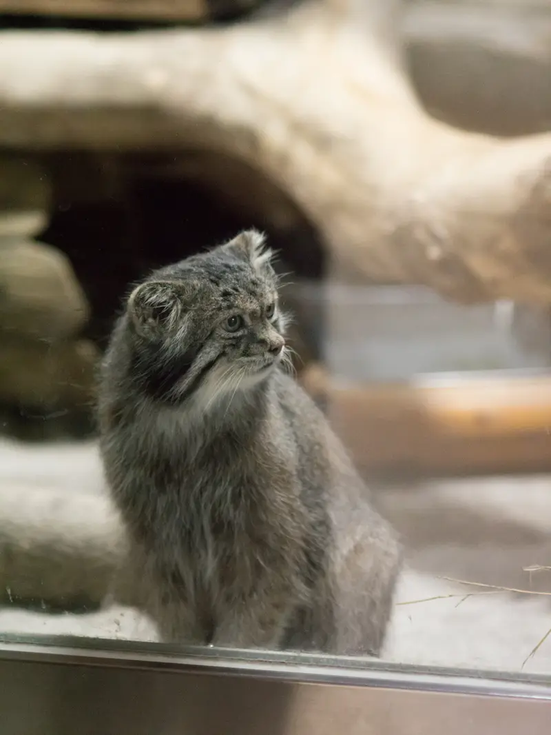 A photograph of Klyon in Ueno Zoological Gardens