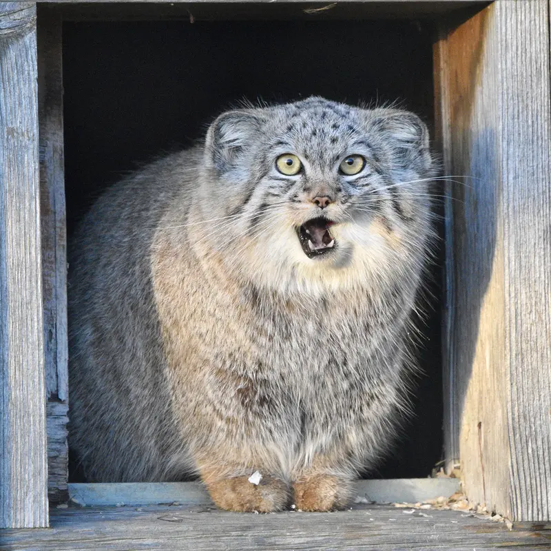 A photograph of Kharaa in Port Lympne Wild Animal Park