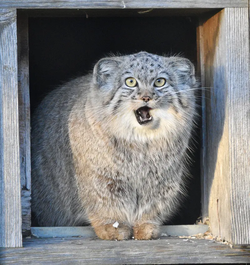 A photograph of Kharaa in Port Lympne Wild Animal Park