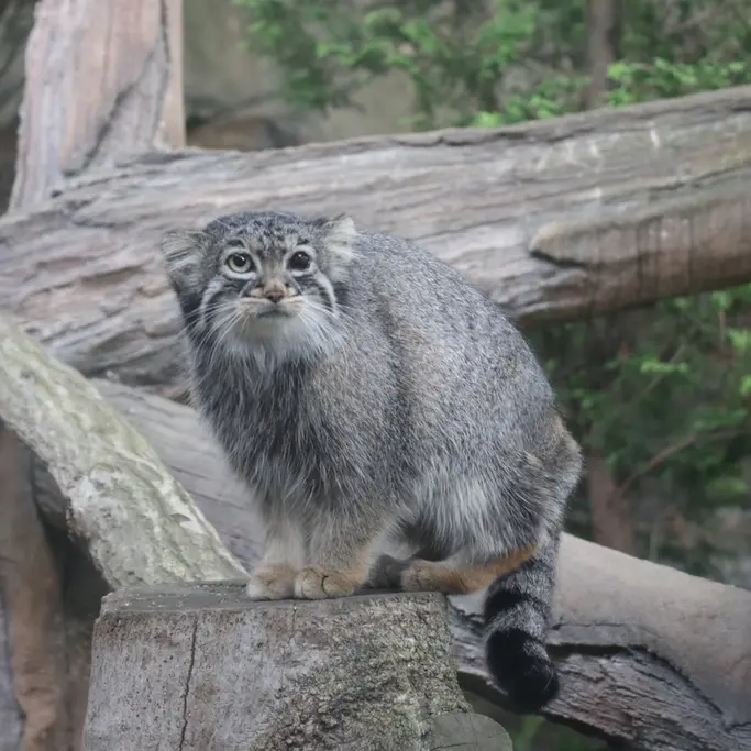 A photograph of Abrikos in Nasu Animal Kingdom