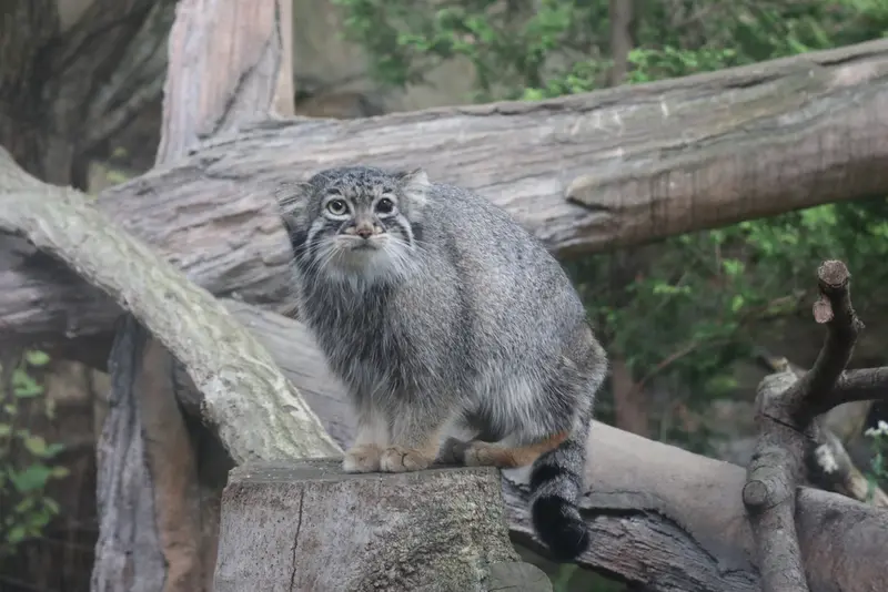 A photograph of Abrikos in Nasu Animal Kingdom