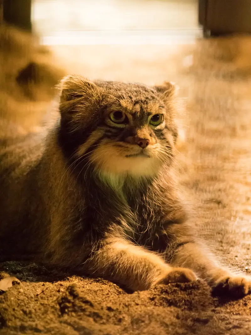 A photograph of Figa in Nogeyama Zoo