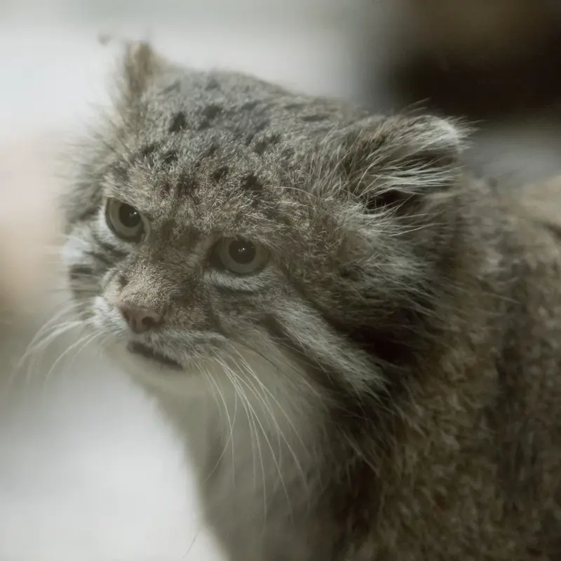 A photograph of Klyon in Ueno Zoological Gardens
