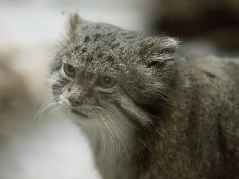 A photograph of Klyon in Ueno Zoological Gardens
