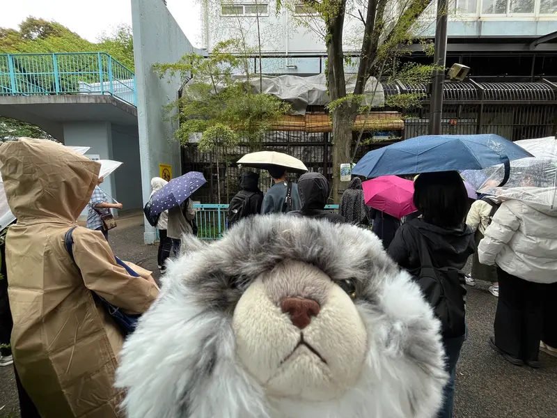 Pallas's Cat Day in Nogeyama
