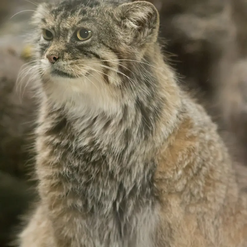 A photograph of Primula in Ueno Zoological Gardens