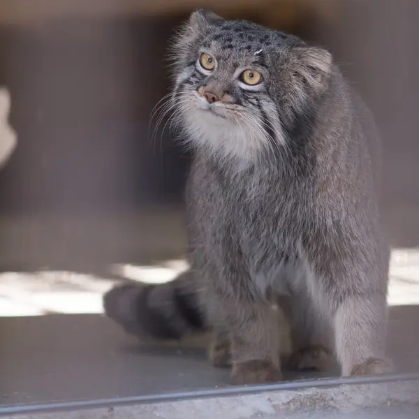 A photograph of Figa in Nogeyama Zoo