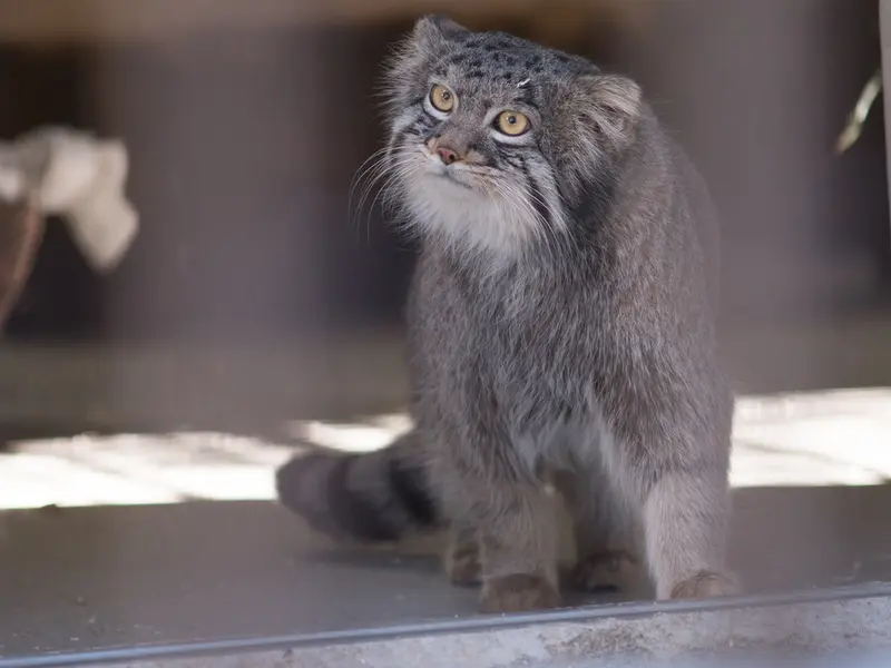 A photograph of Figa in Nogeyama Zoo