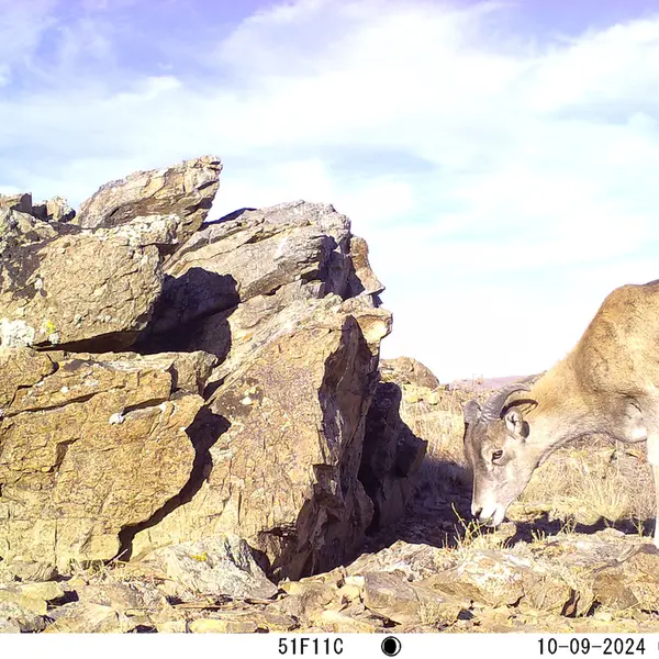 A photograph of Argali from Karashoky camera trap