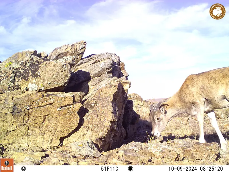A photograph of Argali from Karashoky camera trap