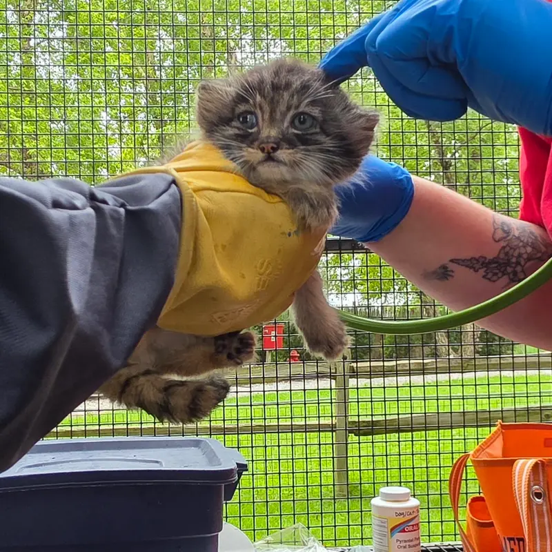 A photograph of a Pallas's cat in Niabi Zoo
