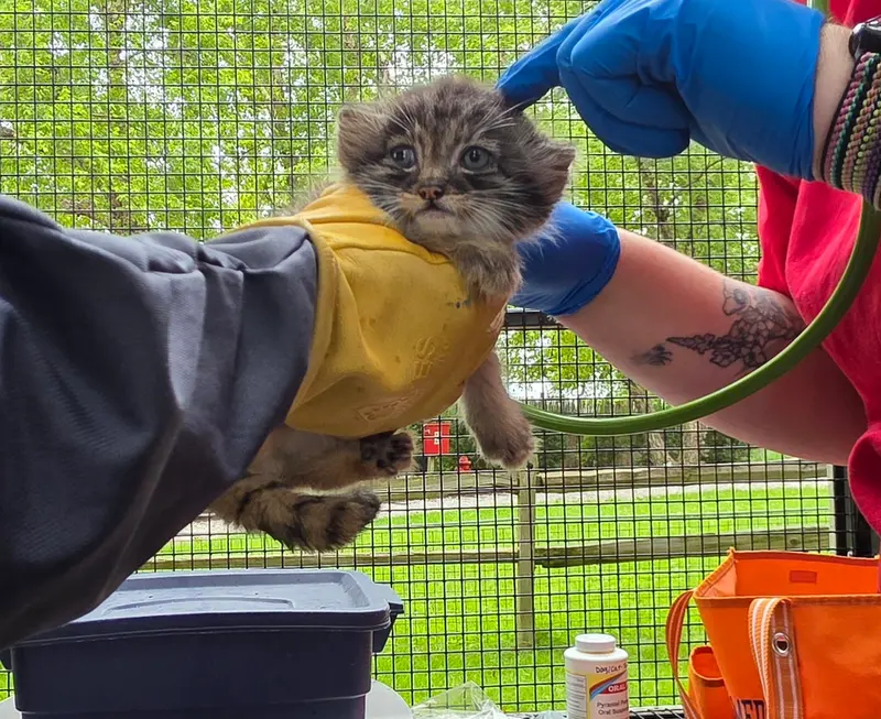 A photograph of a Pallas's cat in Niabi Zoo
