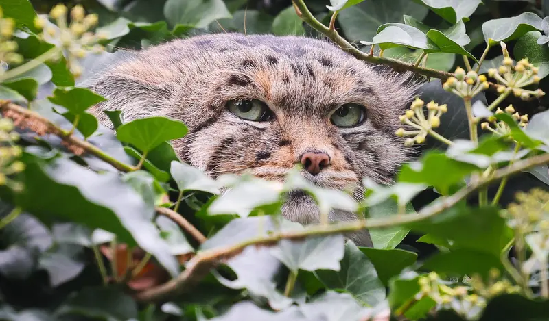 A photograph of Dersu in Dessau Zoo