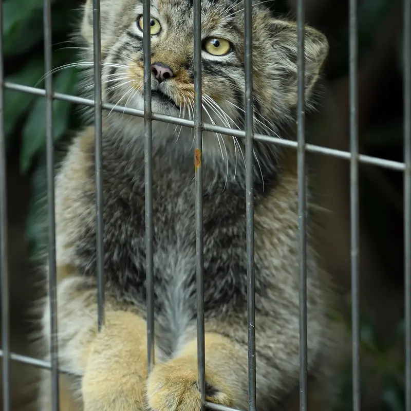 A photograph of a Pallas&#039;s cat in Higashiyama Zoo and Botanical Gardens