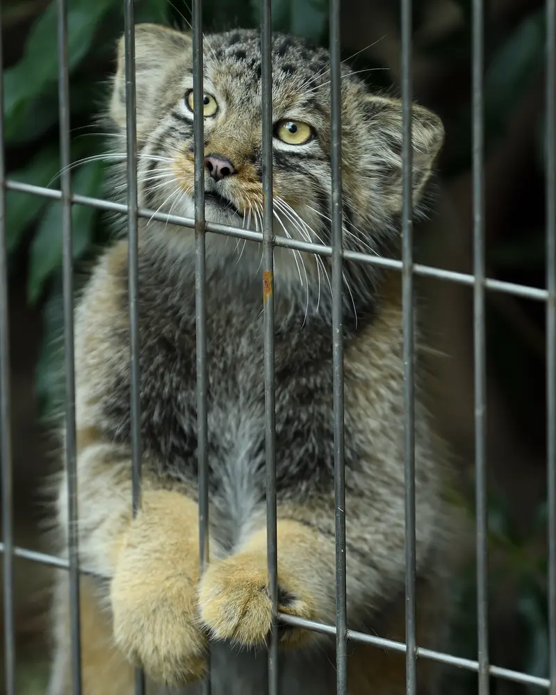 A photograph of a Pallas&#039;s cat in Higashiyama Zoo and Botanical Gardens