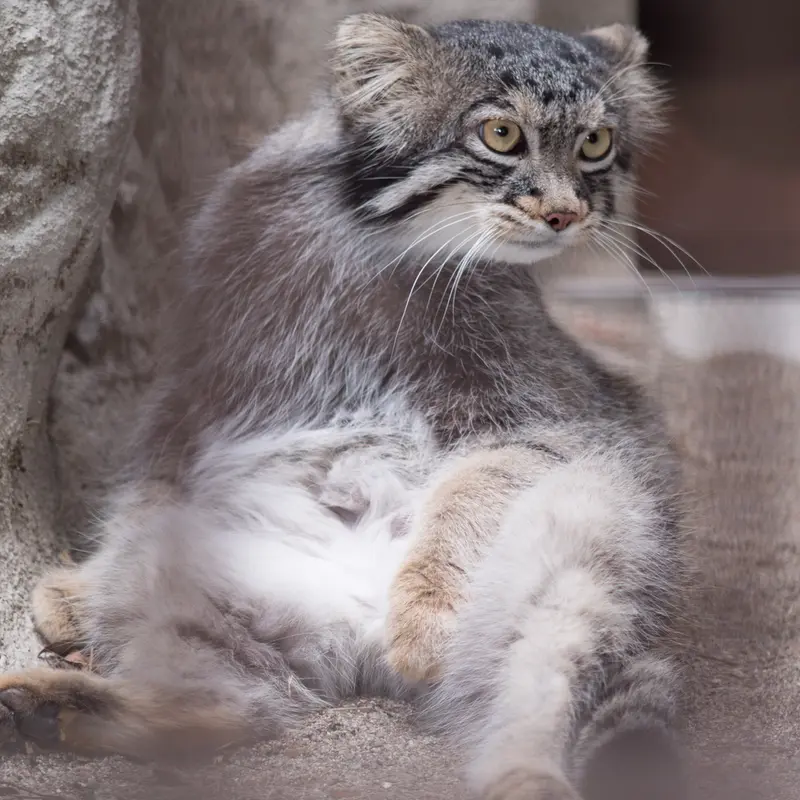 A photograph of Figa in Nogeyama Zoo