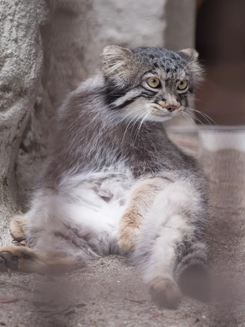 A photograph of Figa in Nogeyama Zoo