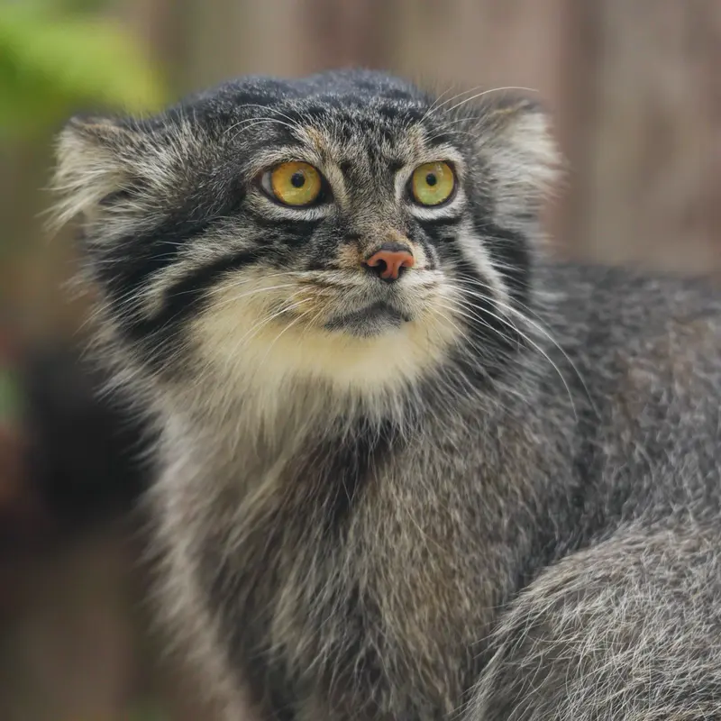 A photograph of Nar in Kobe Animal Kingdom