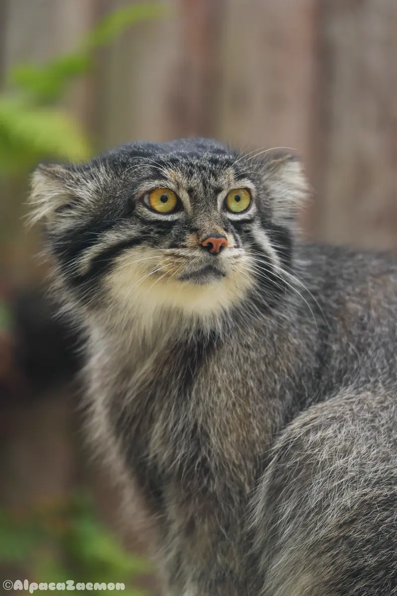 A photograph of Nar in Kobe Animal Kingdom