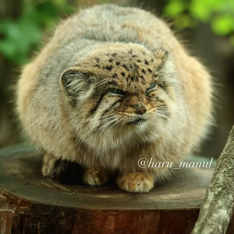 A photograph of Bor in Nasu Animal Kingdom