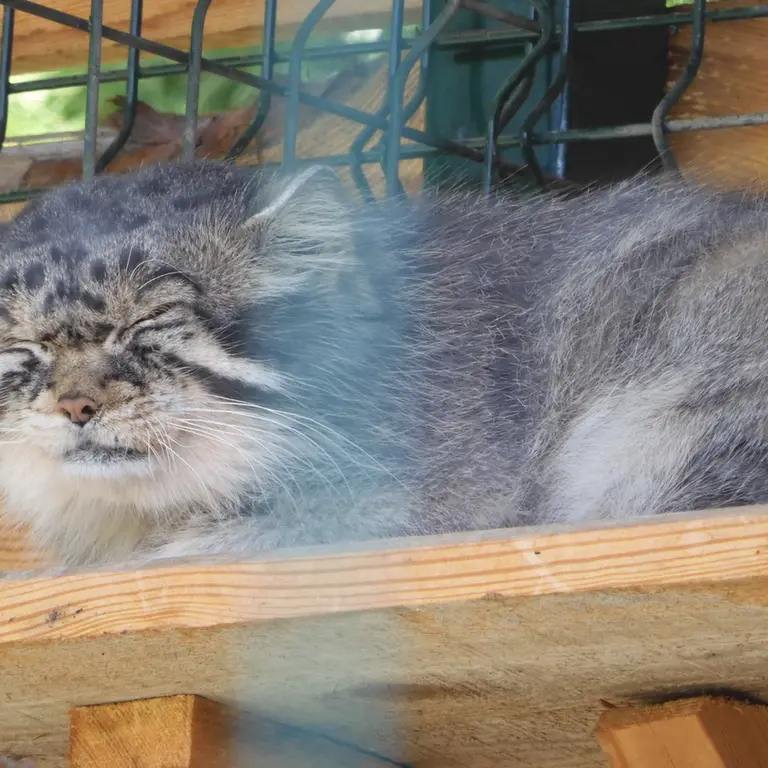 A photograph of Chip in Barnaul zoo “Lesnaya skazka”