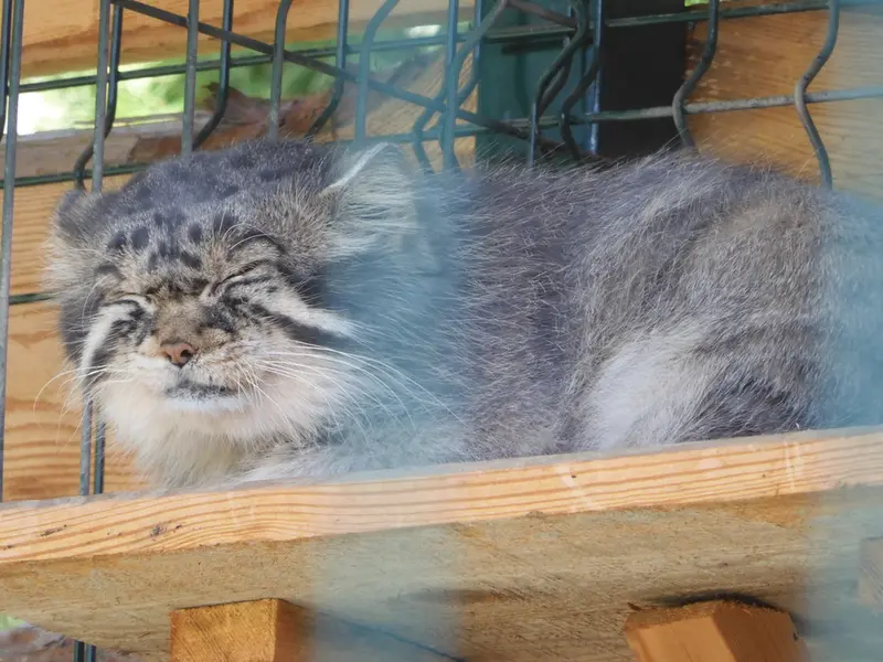 A photograph of Chip in Barnaul zoo “Lesnaya skazka”