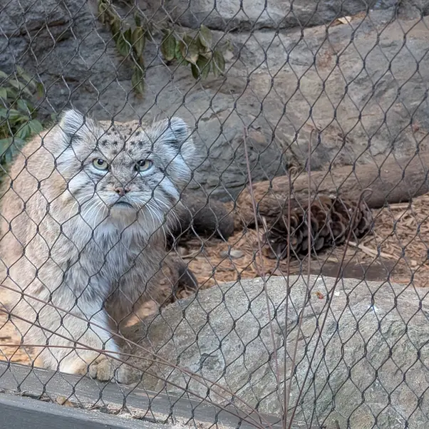 A photograph of Batu in Prospect Park Zoo