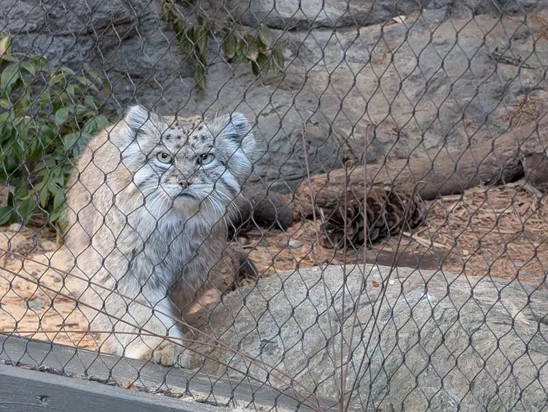 A photograph of Batu in Prospect Park Zoo