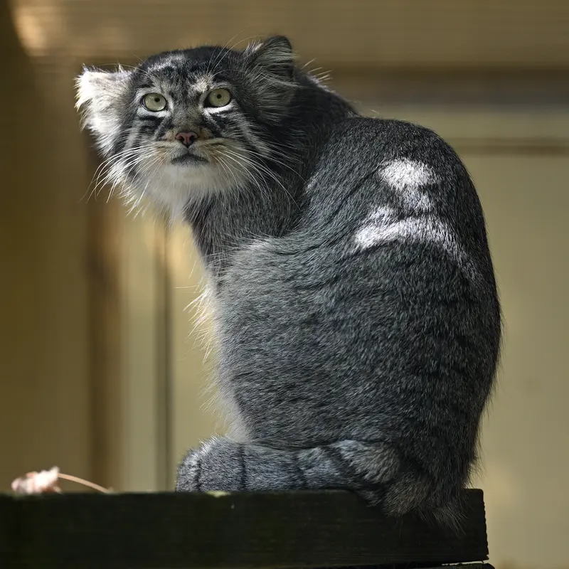 A photograph of Hide in Asahiyama Zoo