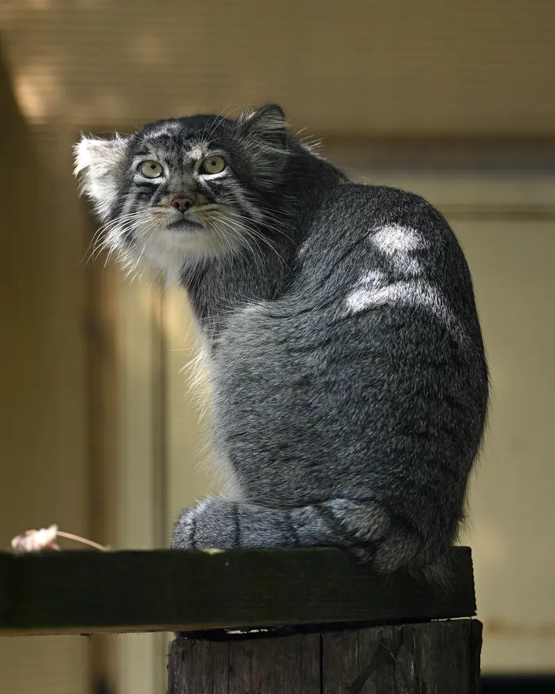 A photograph of Hide in Asahiyama Zoo