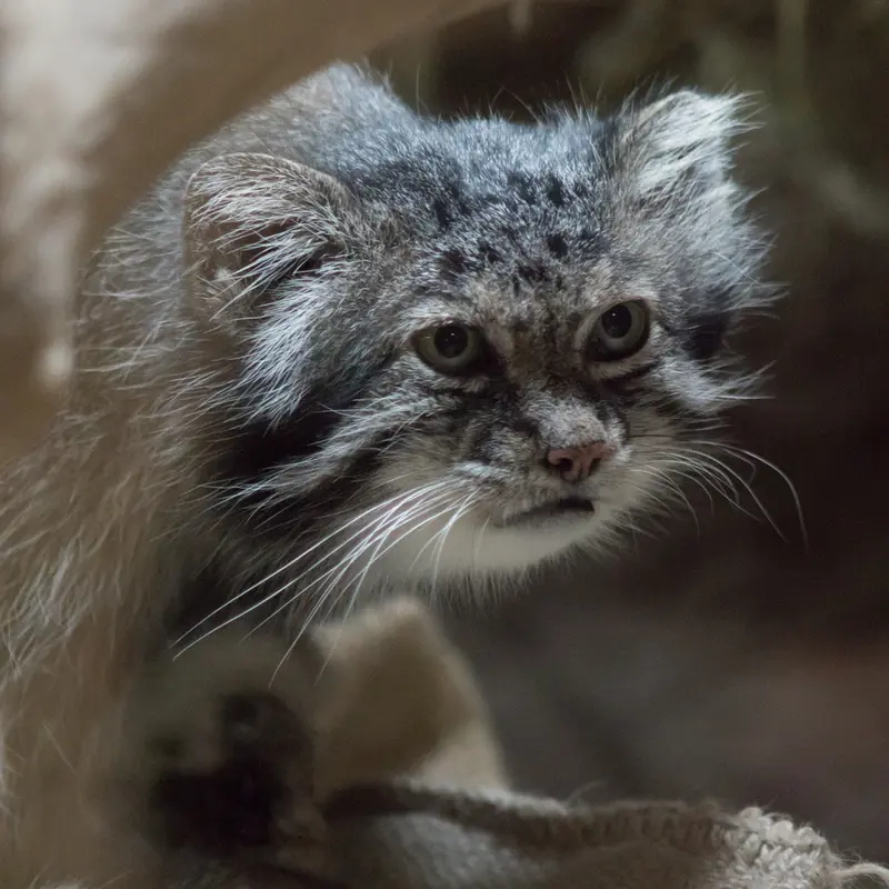 A photograph of Klyon in Ueno Zoological Gardens