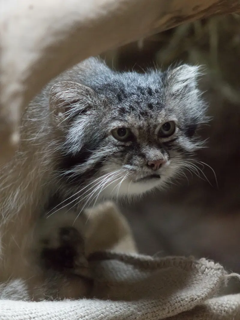 A photograph of Klyon in Ueno Zoological Gardens