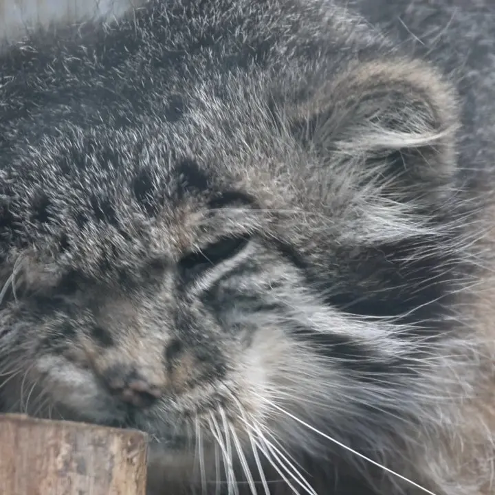 A photograph of a Pallas's cat in Leningrad zoo