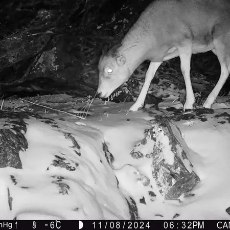 A photograph of Argali from Zhundy 1 camera trap