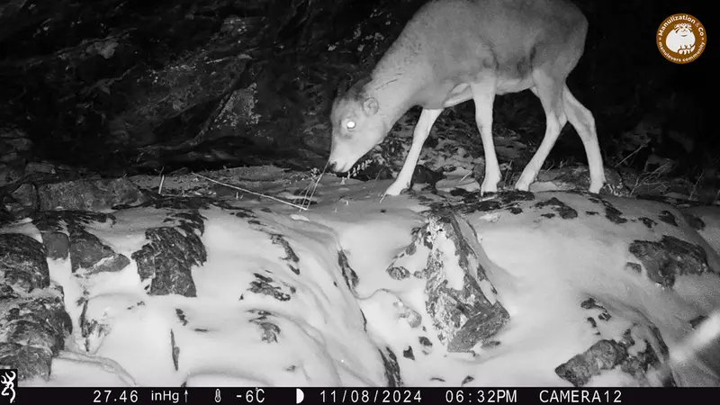 A photograph of Argali from Zhundy 1 camera trap