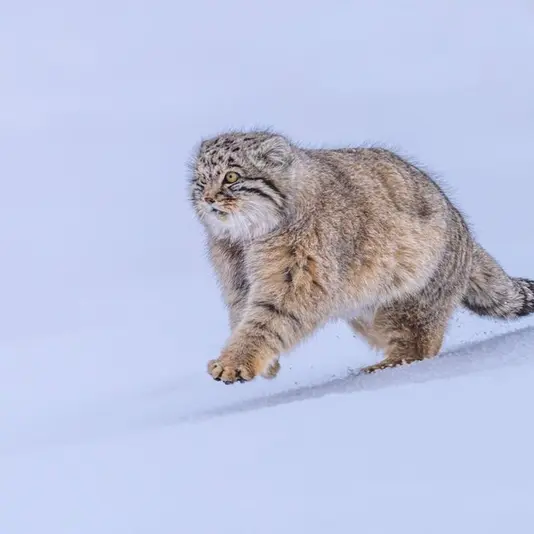 A photograph of a Pallas's cat