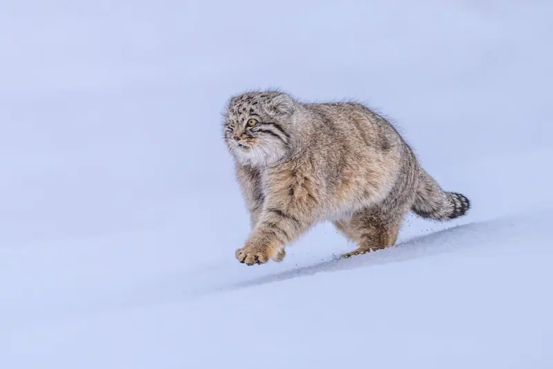 A photograph of a Pallas's cat
